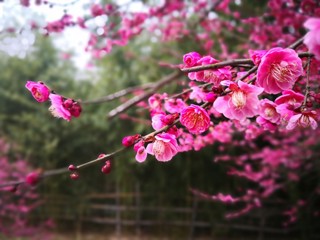 腊梅