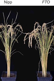 助力粮食增产 推动农业技术革命——化学学院贾桂芳课题组与合作者在Nature Biotechnology发文报道一种表观遗传编辑育种新技术