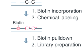 生命科学学院伊成器课题组开发胞嘧啶碱基编辑器脱靶效应检测的新工具