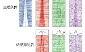生命科学学院胡家志实验室揭示转录调节DNA复制起始的分子机制